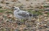 Mediterranean Gull at Southend Seafront (Steve Arlow) (115052 bytes)